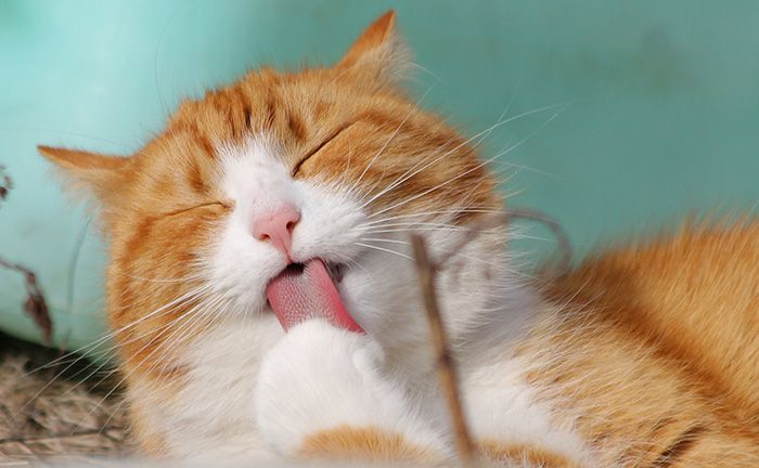 The stress response of cats